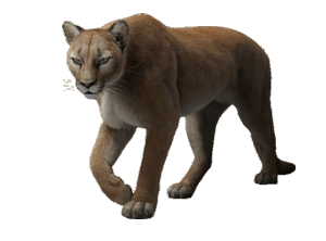 Gif animé lionne marche